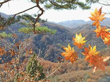 爱上海：Discover Shanghai's backyard garden： the hidden oases in the city